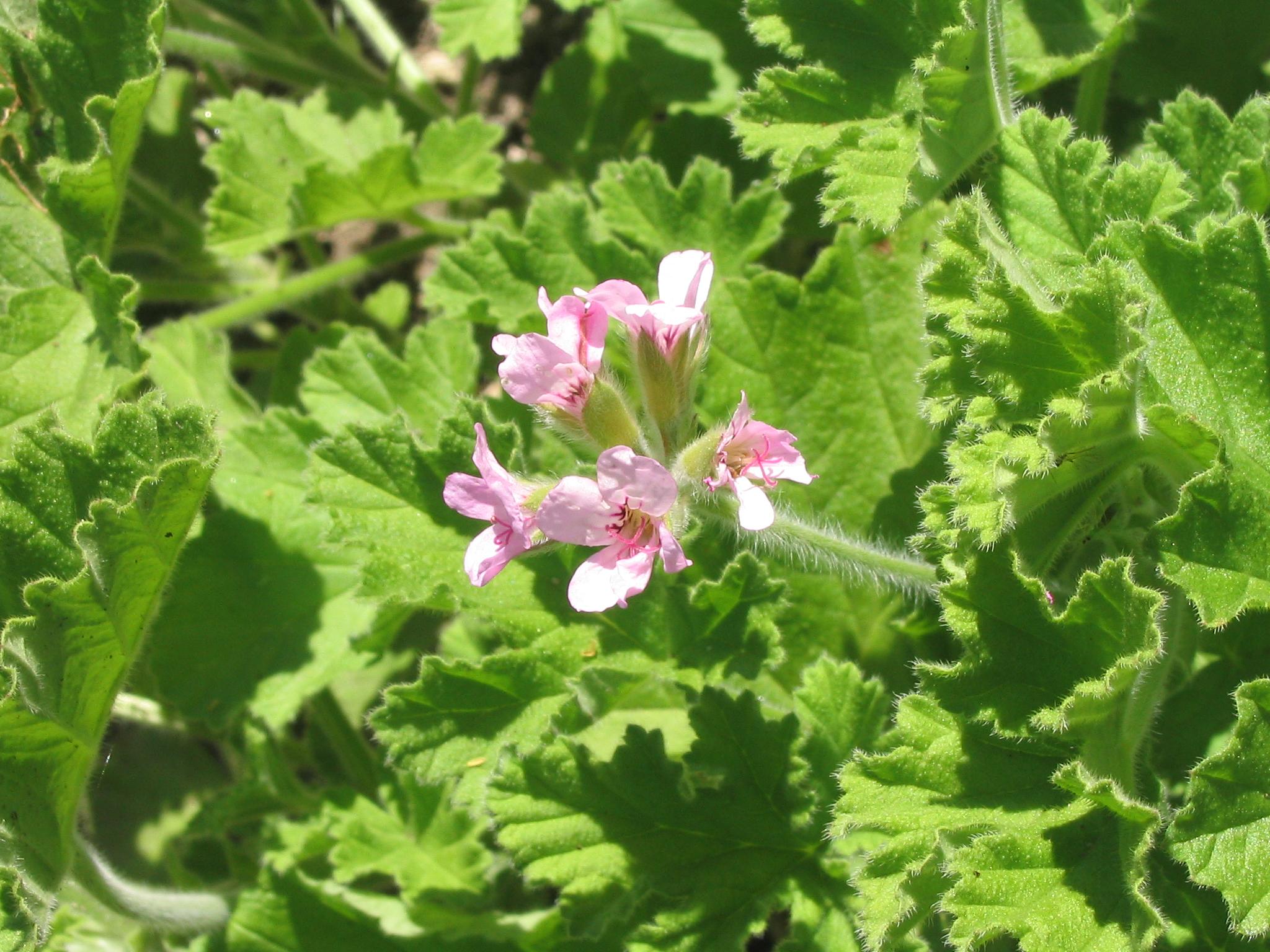 Rose Geranium Essential Oil - Click Image to Close